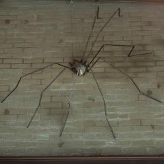 Spinne an Decke